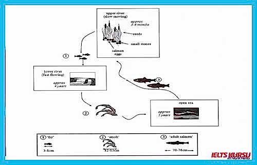 writing task 1 process